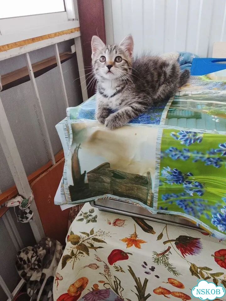 Котёнок в добрые руки фото 1