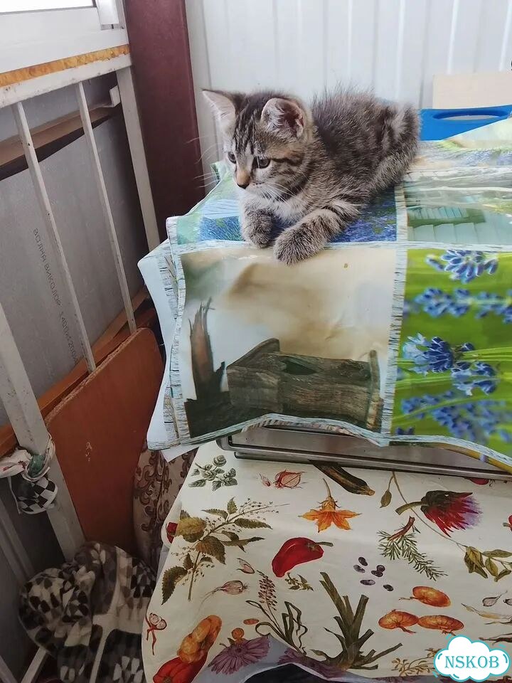 Котёнок в добрые руки фото 2