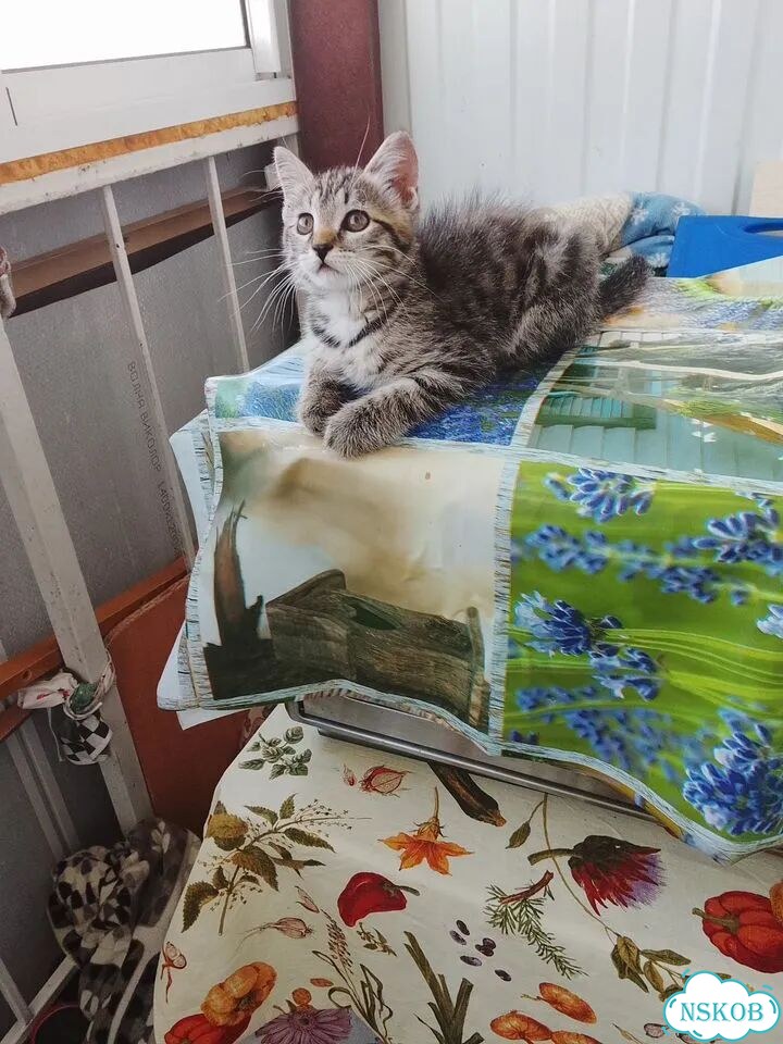 Котёнок в добрые руки фото 3
