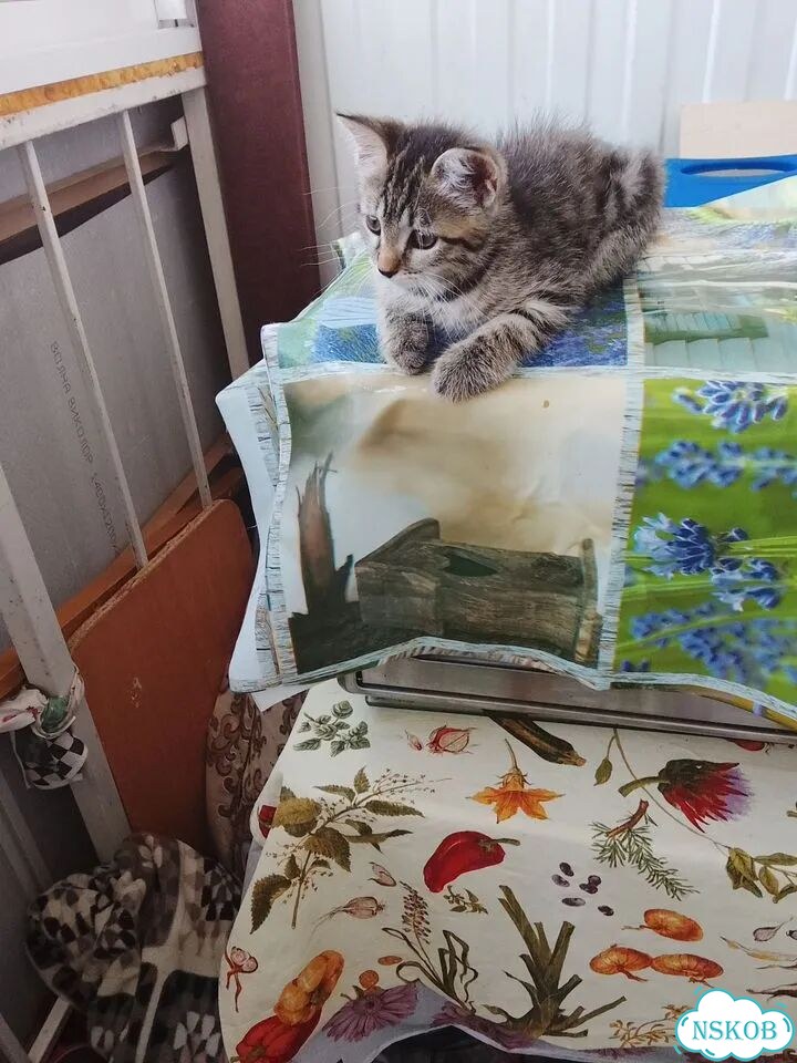 Котёнок в добрые руки фото 4