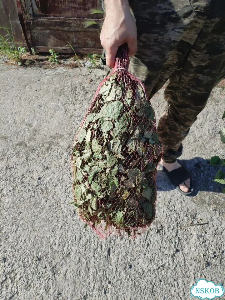 Березовые веники фото 2