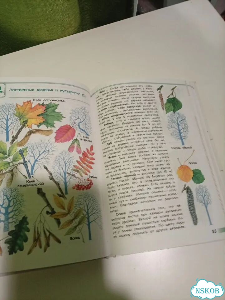 Атлас-определитель для начальной школы фото 4