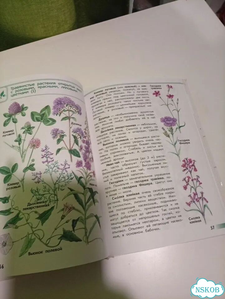 Атлас-определитель для начальной школы фото 6