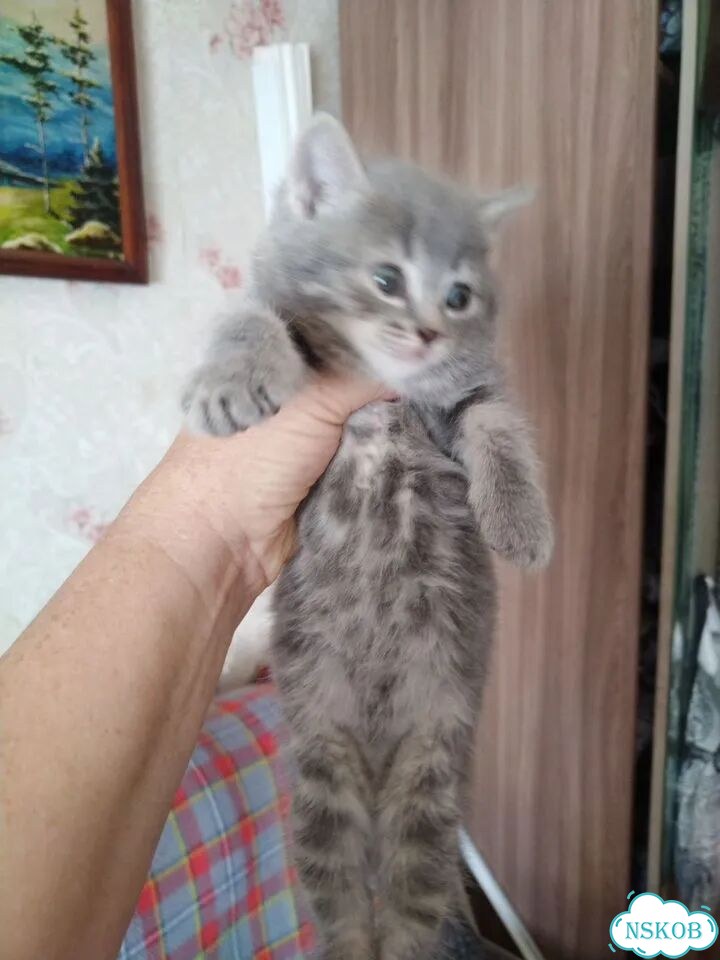 Европейский короткошёрстный котёнок фото 2