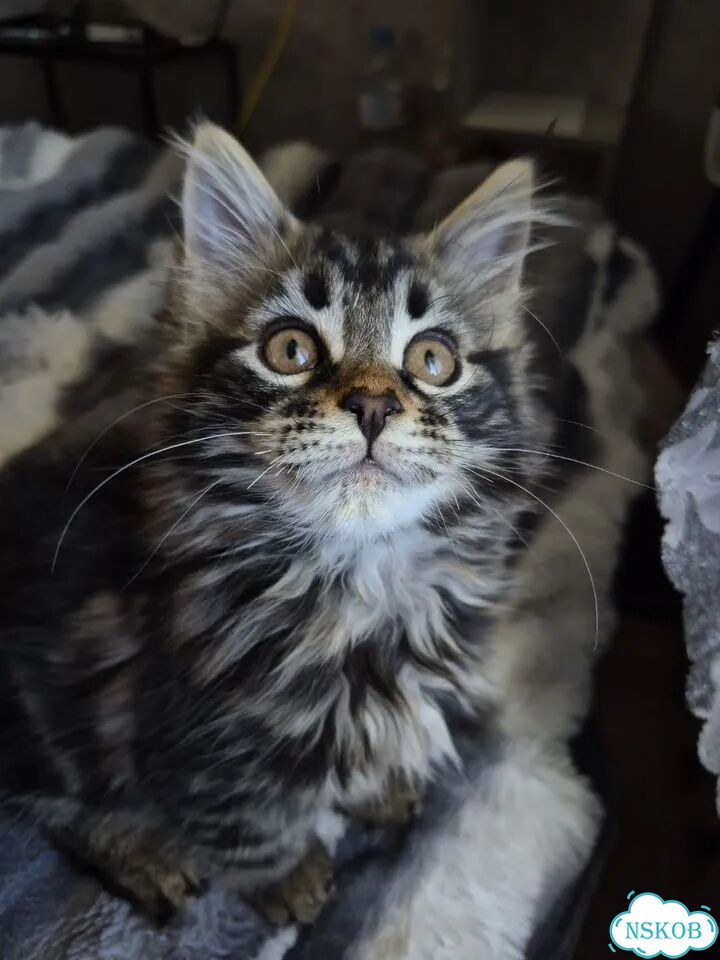 Мейн-кун котёнок фото 1