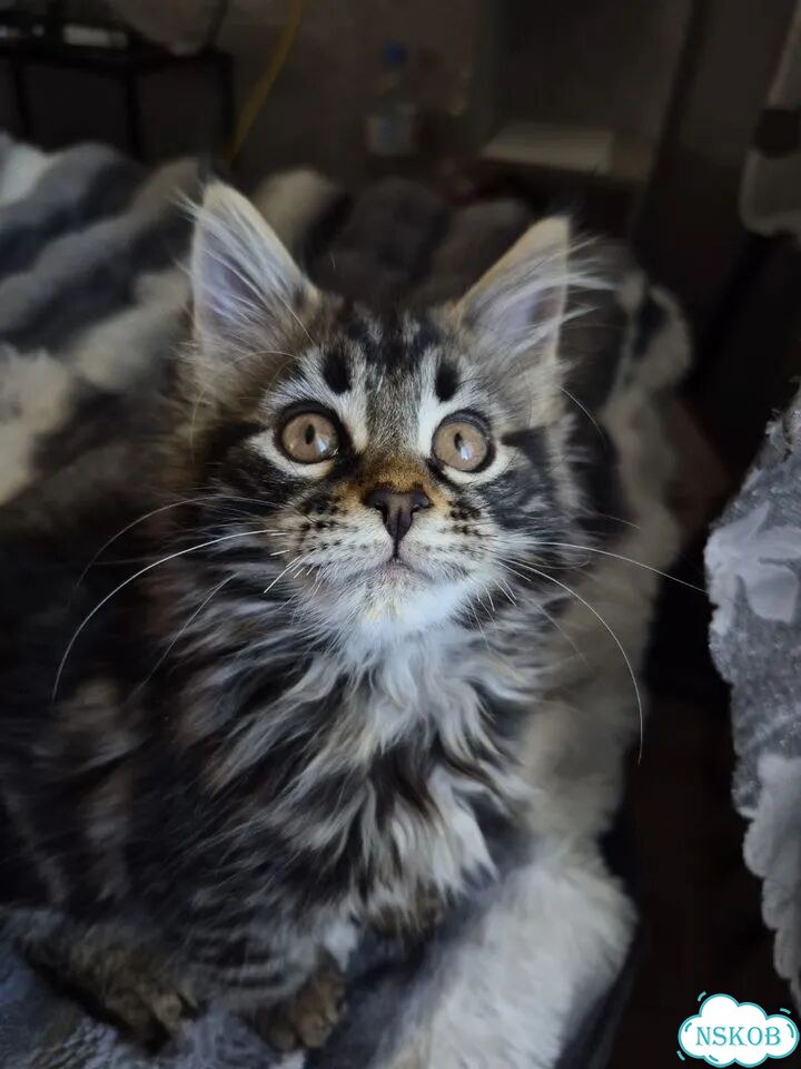 Мейн-кун котёнок фото 2