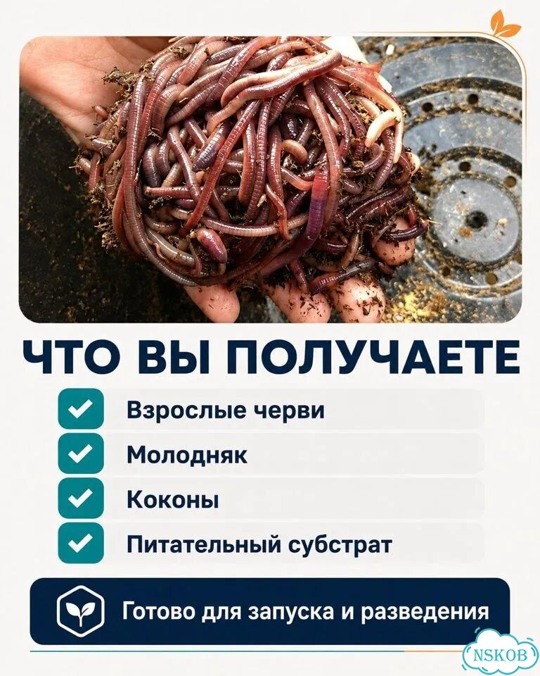 Черви разведение (ккч, калифорнийский)опт/розница фото 5
