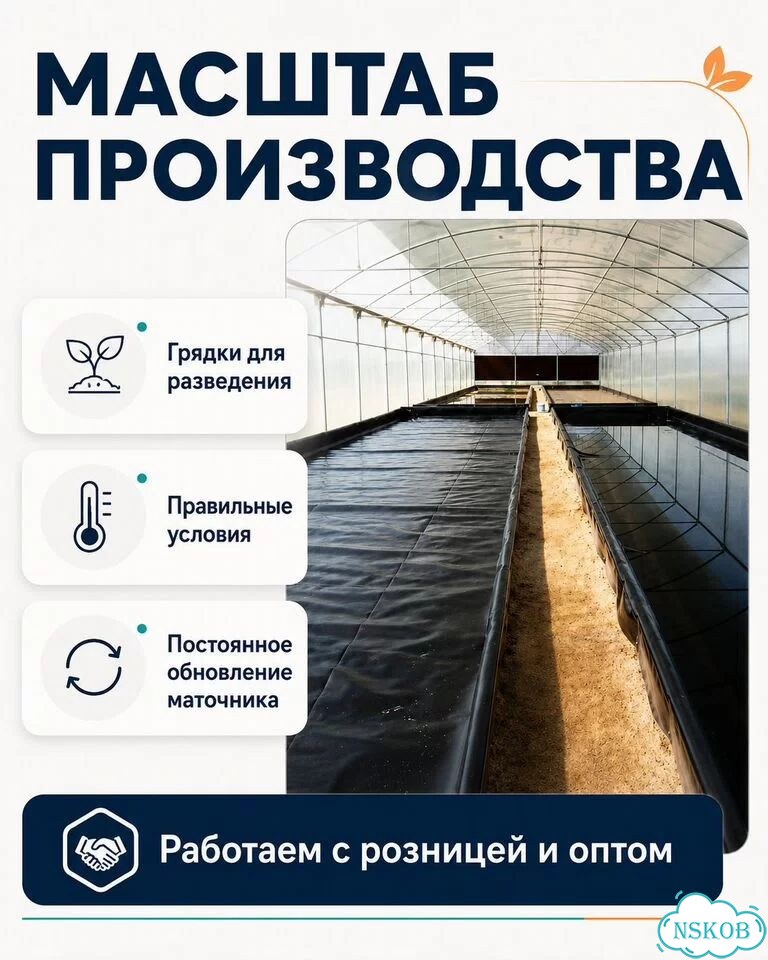 Черви разведение (ккч, калифорнийский)опт/розница фото 8