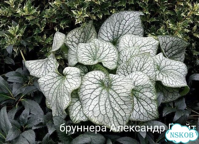 Бруннера сортовая фото 1
