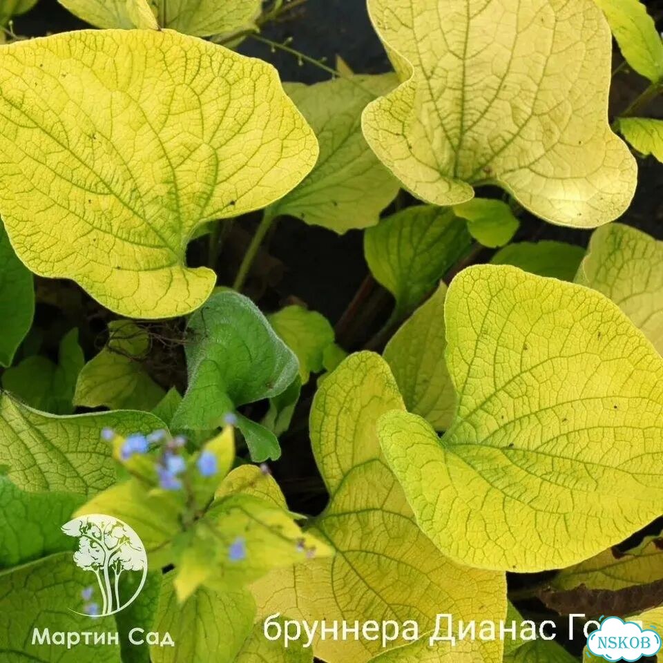 Бруннера сортовая фото 2
