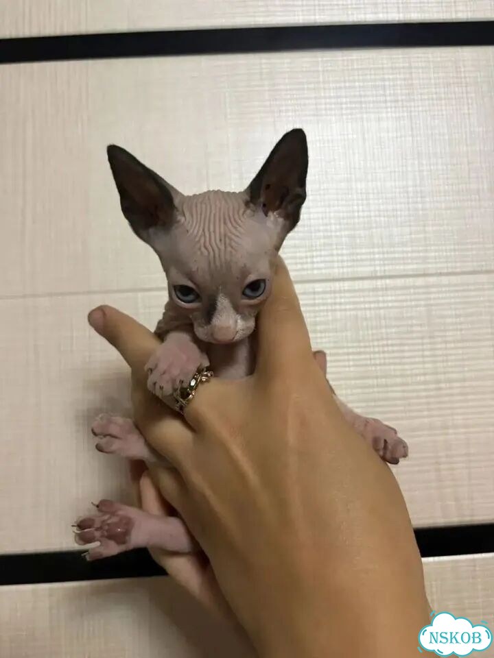 Канадский сфинкс котёнок фото 2
