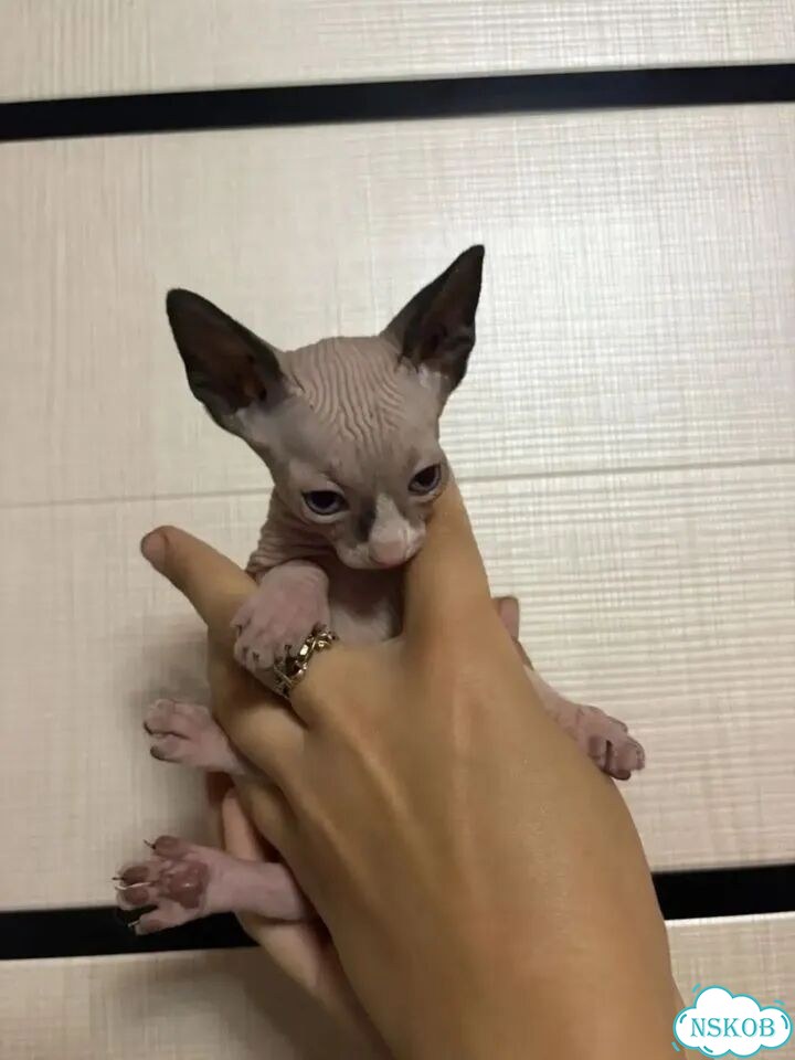 Канадский сфинкс котёнок фото 3