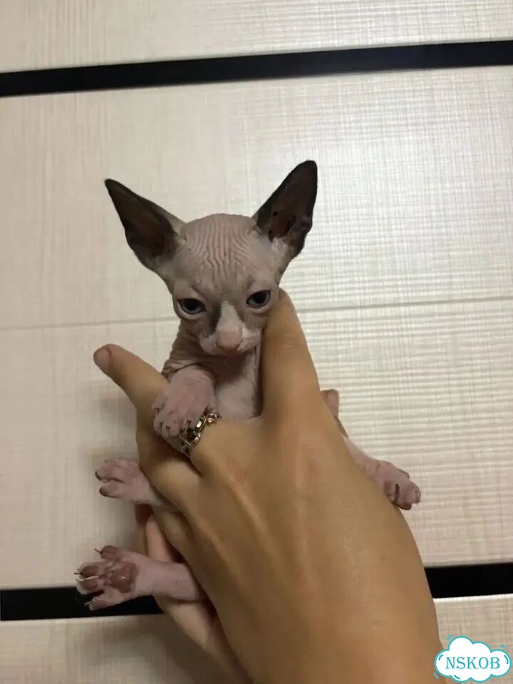 Канадский сфинкс котёнок фото 4