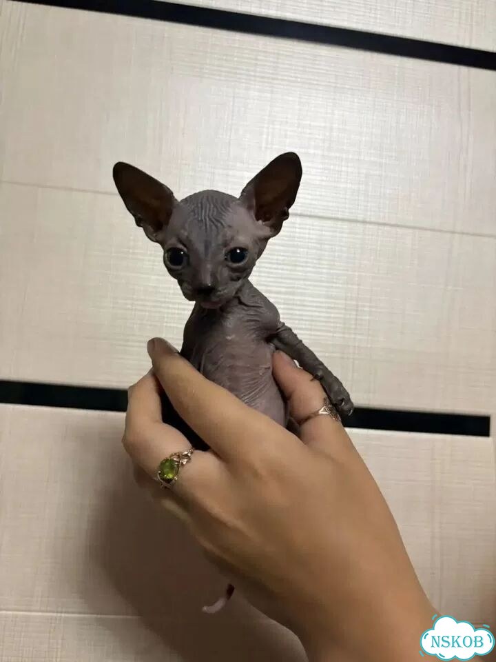 Канадский сфинкс котёнок фото 1