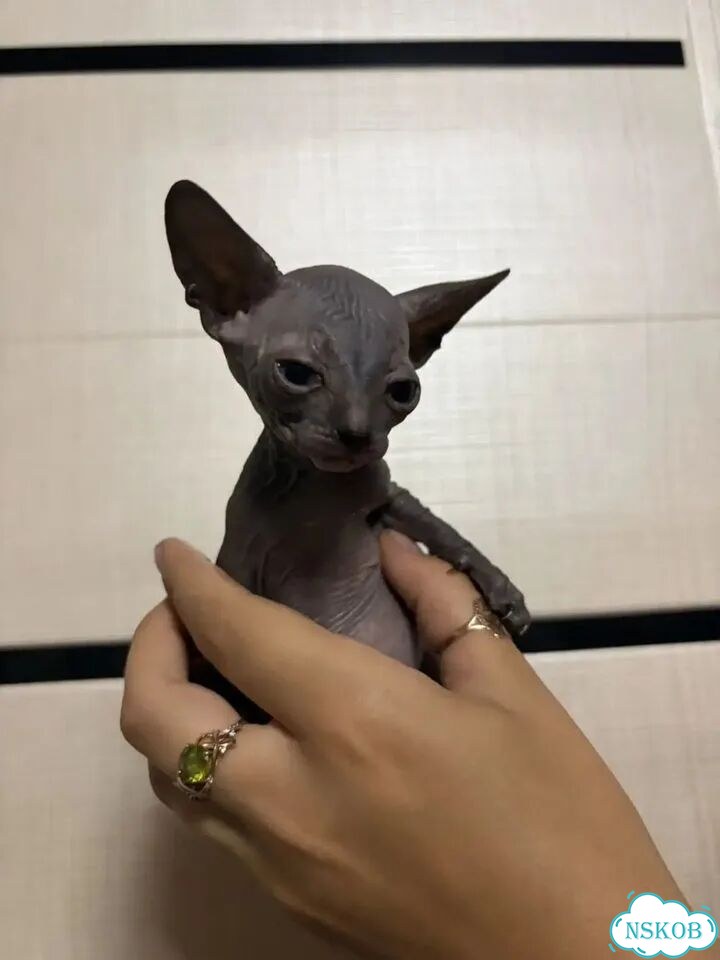 Канадский сфинкс котёнок фото 5
