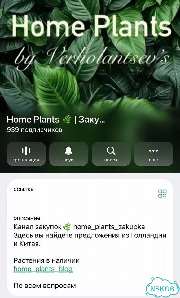Каладиум pink millionaire клон в наличии фото 3