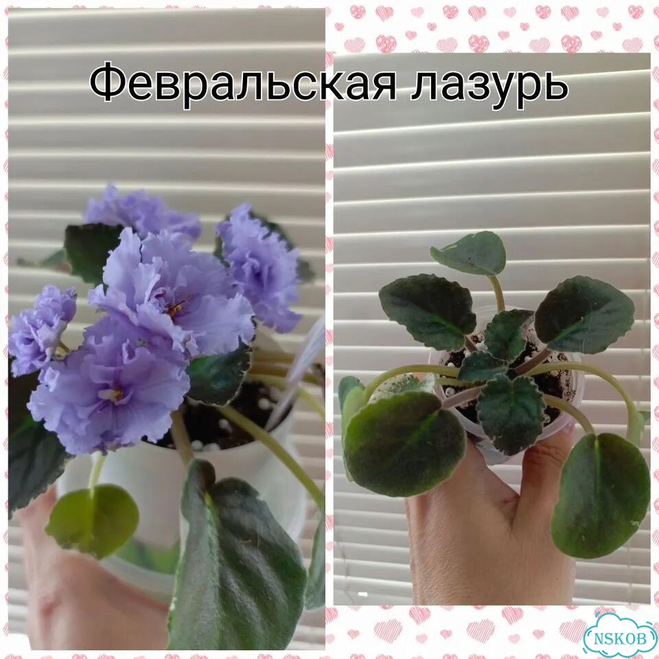Фиалка фото 2