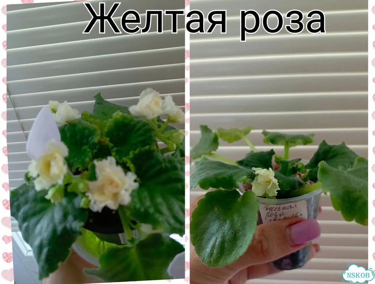 Фиалка фото 3