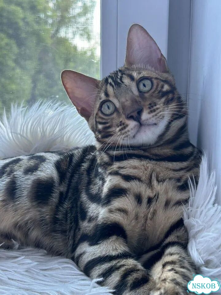 Бенгальский котёнок фото 2