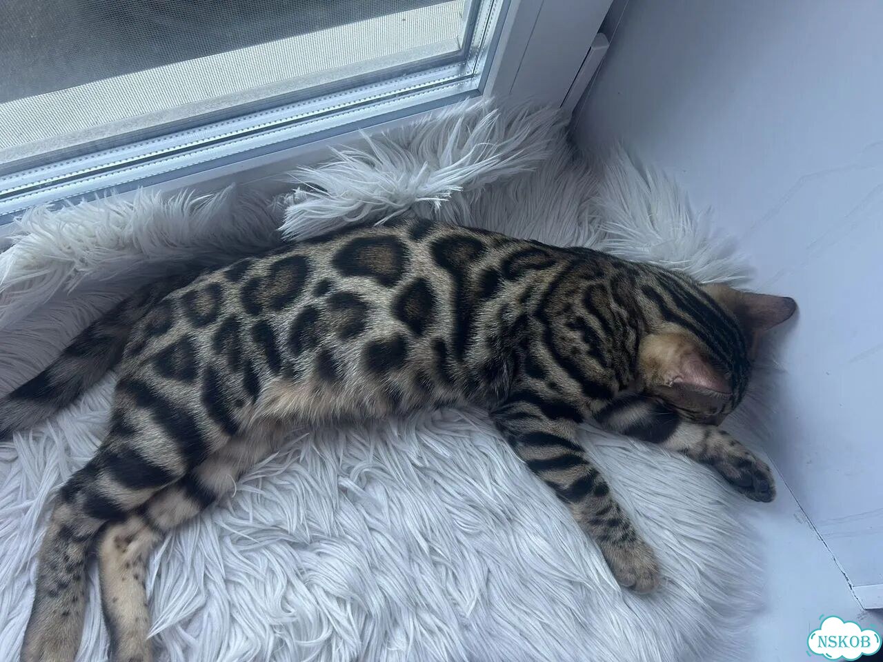 Бенгальский котёнок фото 4