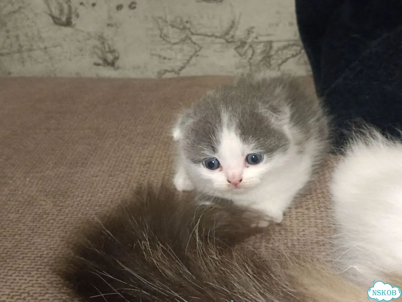Шотландский вислоухий короткошёрстный котёнок фото 1