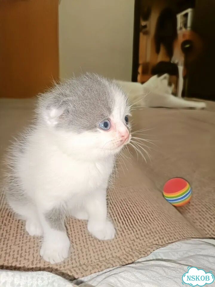 Шотландский вислоухий короткошёрстный котёнок фото 2