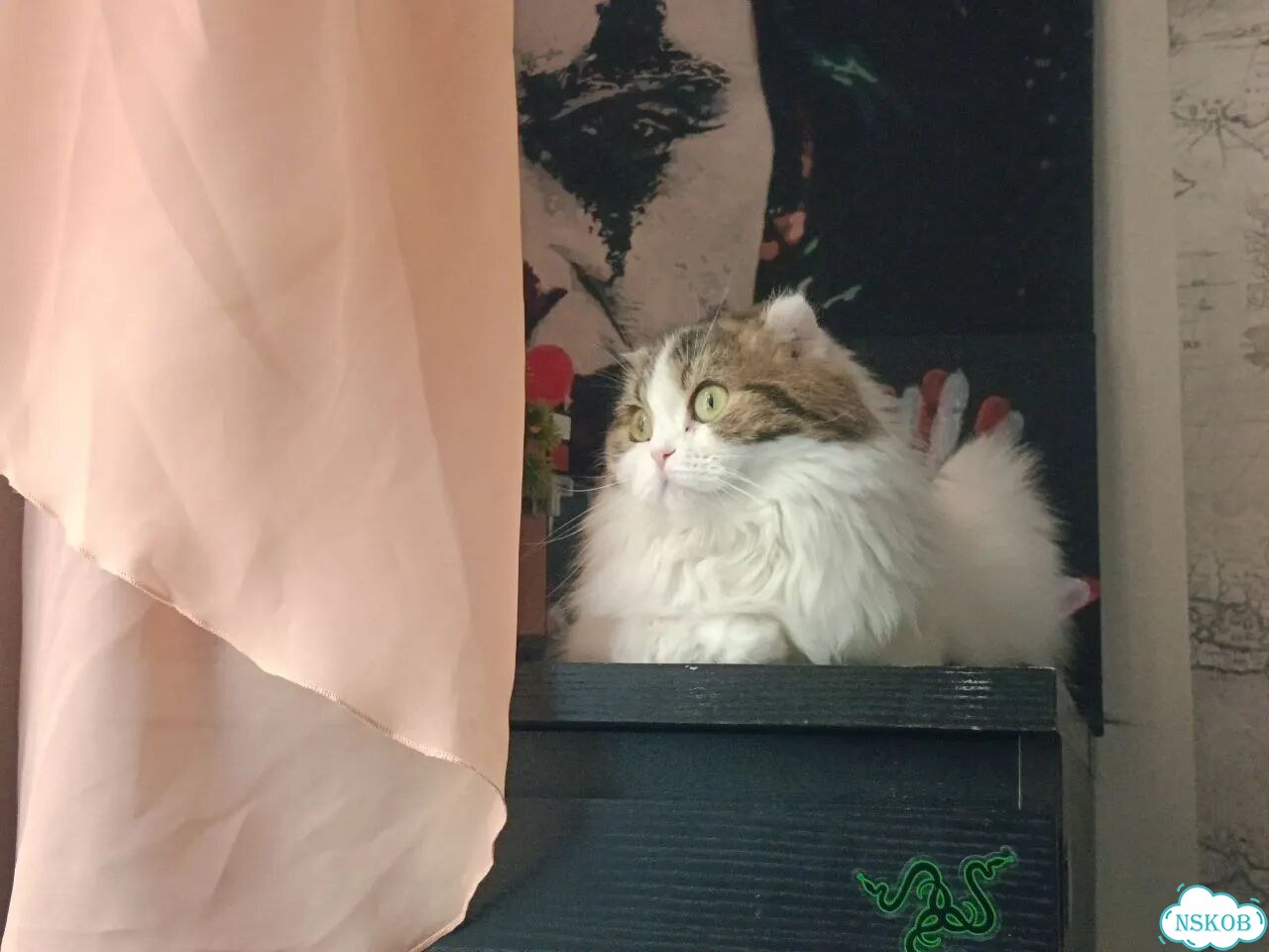 Шотландский вислоухий короткошёрстный котёнок фото 3
