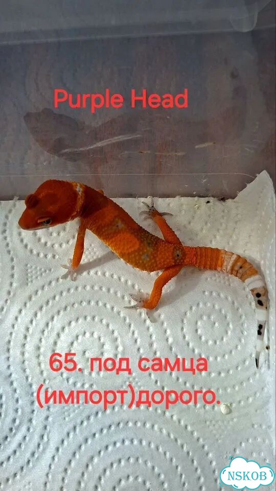 Эублефары 2026 фото 5