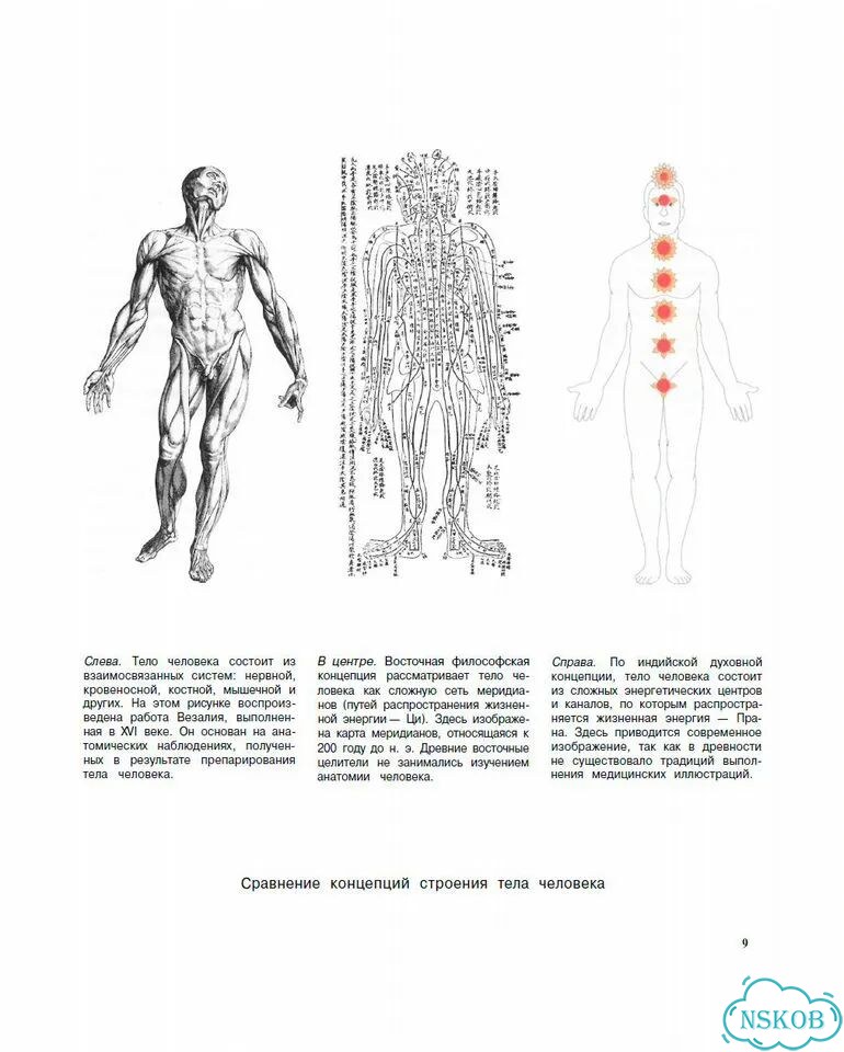 Анатомия для исцеления и боевых искусств фото 5