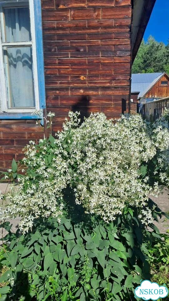Саженцы клематиса ломонос фото 1