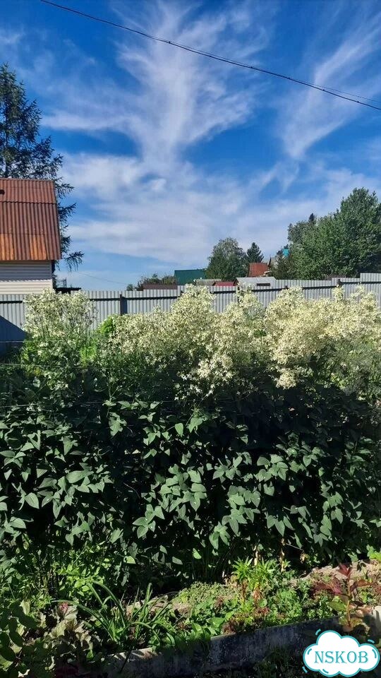 Саженцы клематиса ломонос фото 2