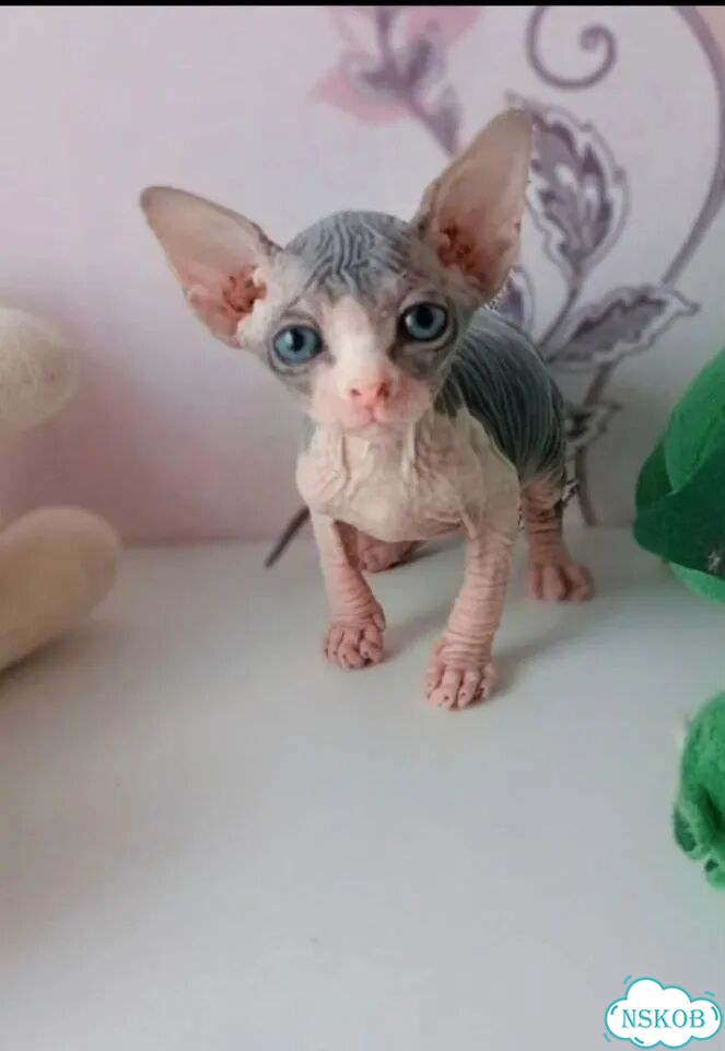 Канадский сфинкс котёнок фото 3