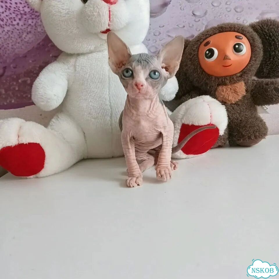 Канадский сфинкс котёнок фото 4