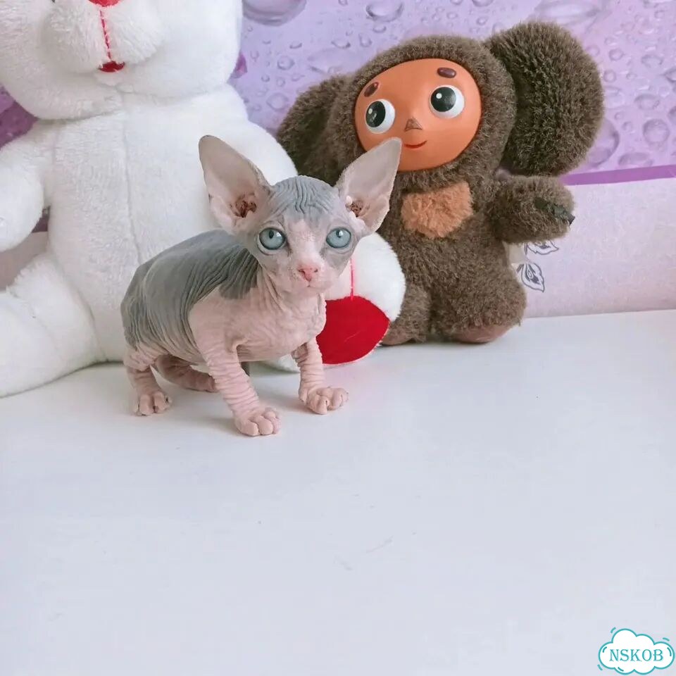 Канадский сфинкс котёнок фото 6