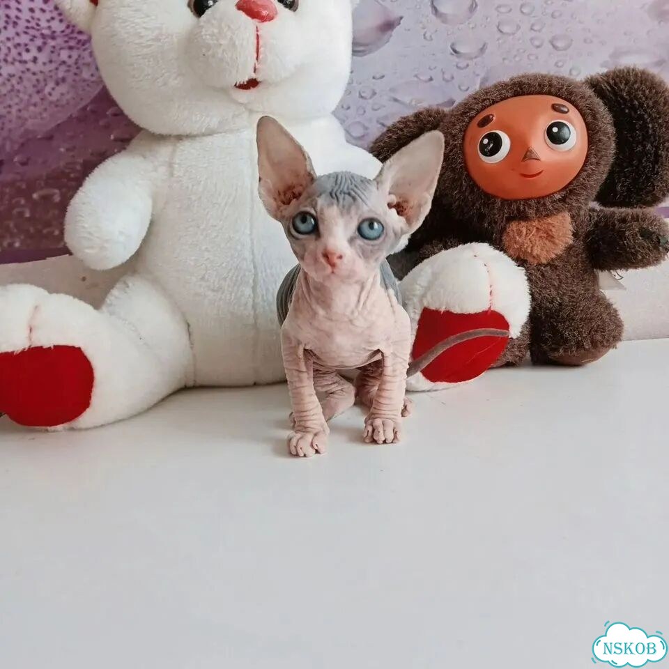 Канадский сфинкс котёнок фото 7