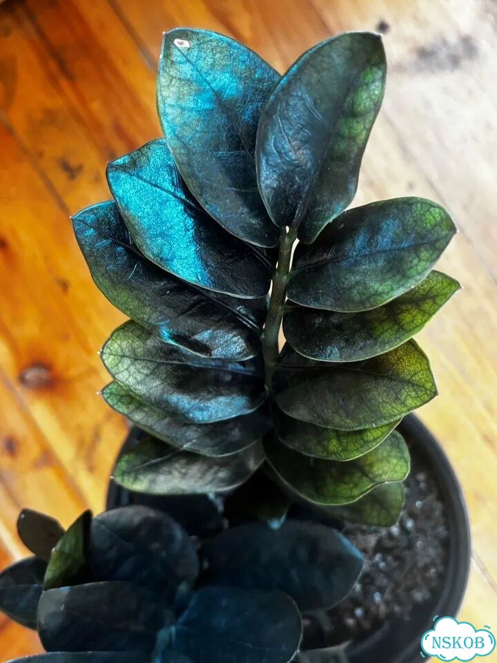 Продам куст Zamioculcas Emerald black 6 веток фото 1
