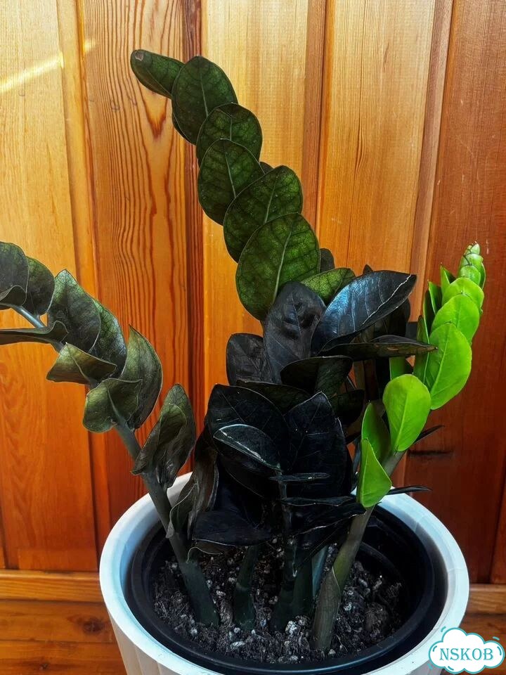 Продам куст Zamioculcas Emerald black 6 веток фото 2
