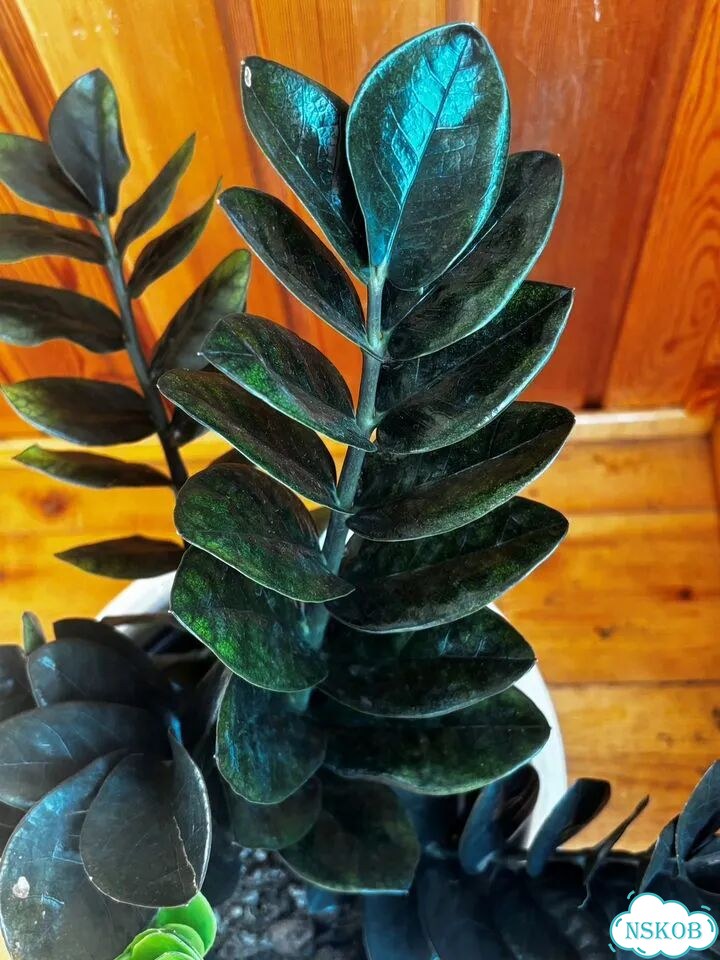 Продам куст Zamioculcas Emerald black 6 веток фото 3