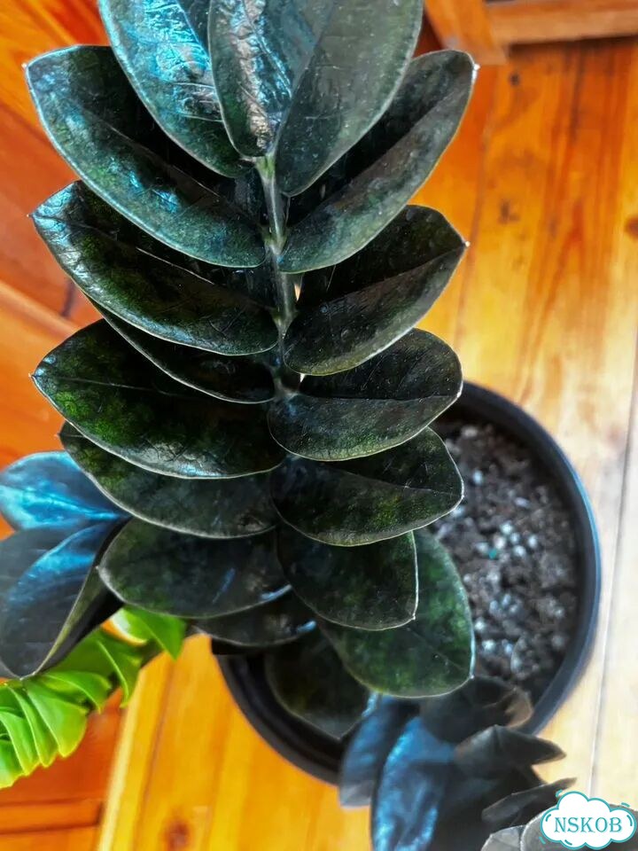 Продам куст Zamioculcas Emerald black 6 веток фото 4
