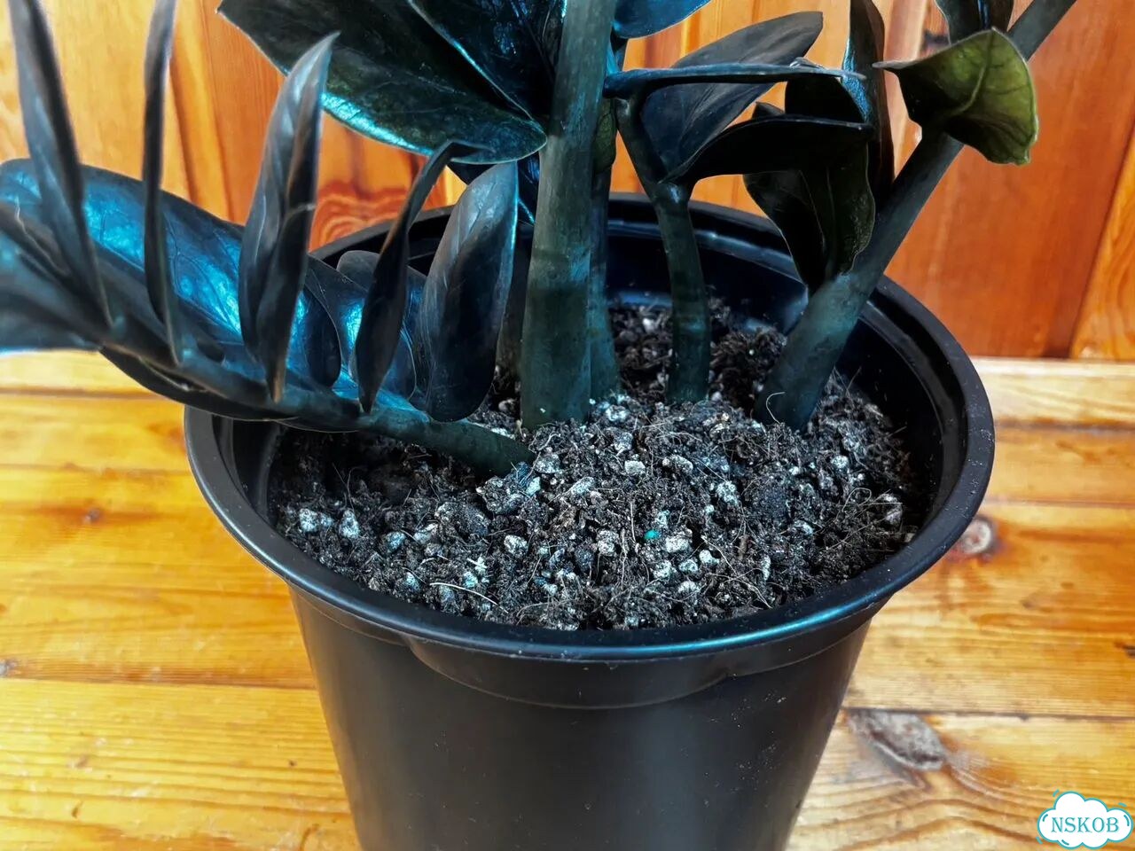 Продам куст Zamioculcas Emerald black 6 веток фото 5