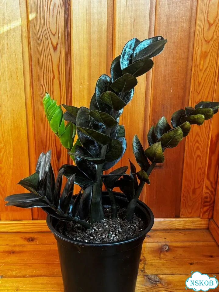 Продам куст Zamioculcas Emerald black 6 веток фото 6