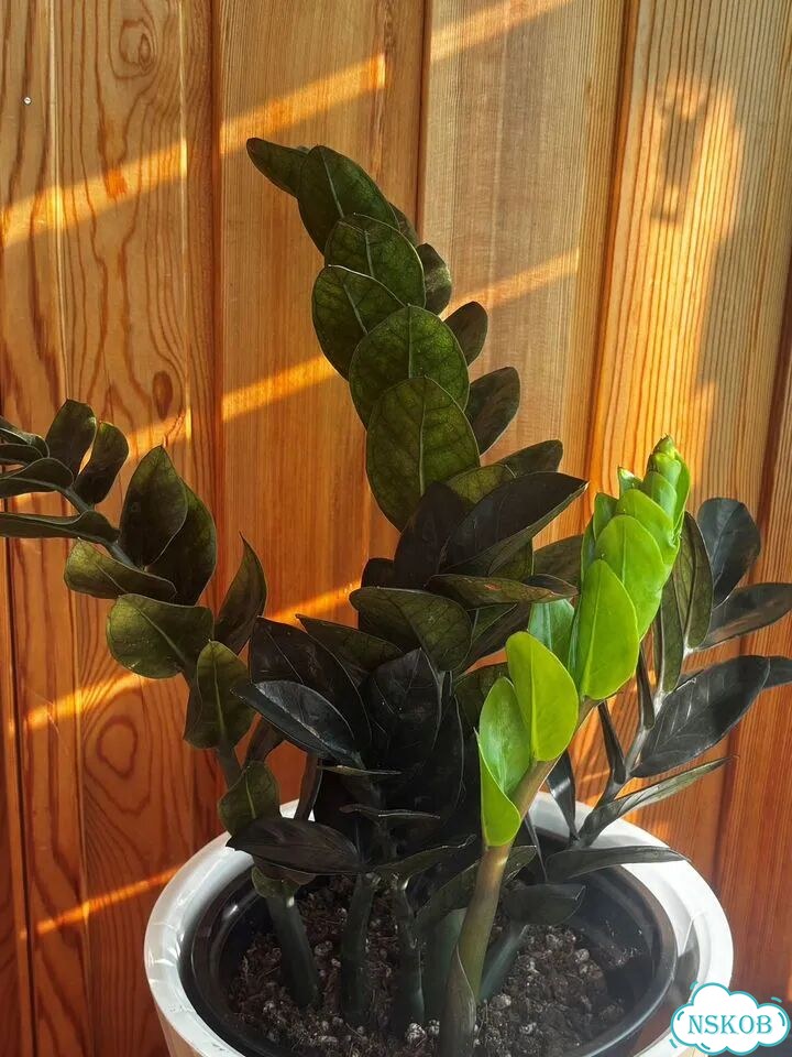 Продам куст Zamioculcas Emerald black 6 веток фото 7