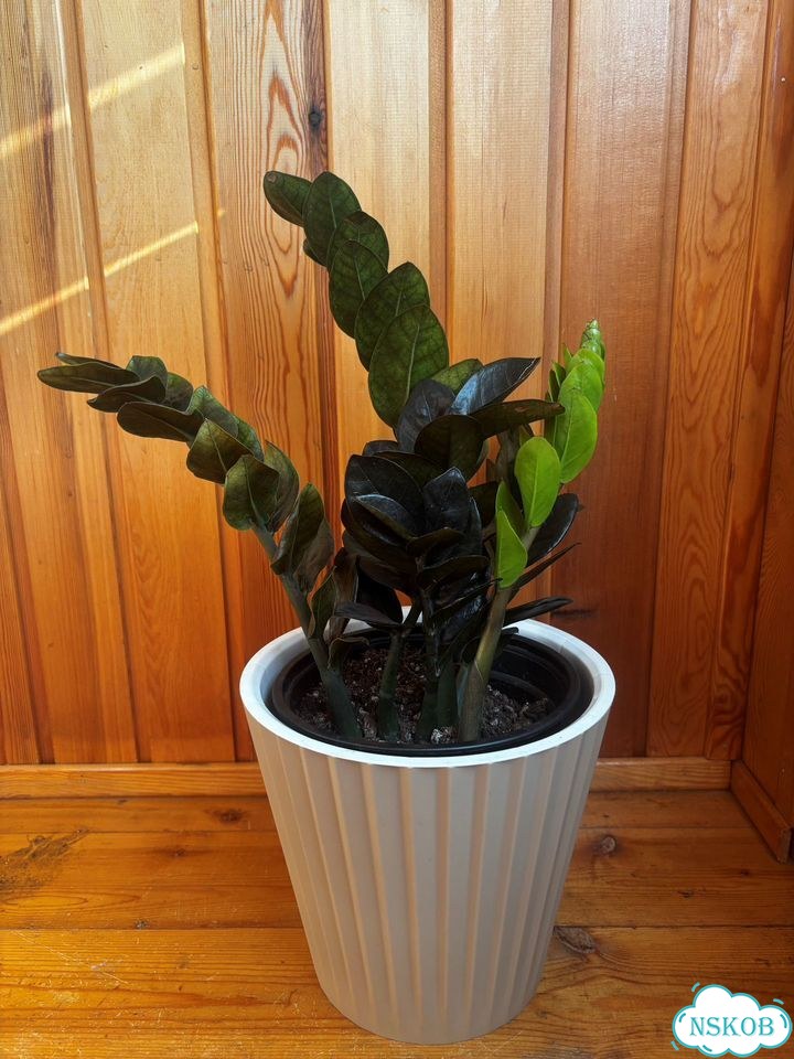 Продам куст Zamioculcas Emerald black 6 веток фото 8