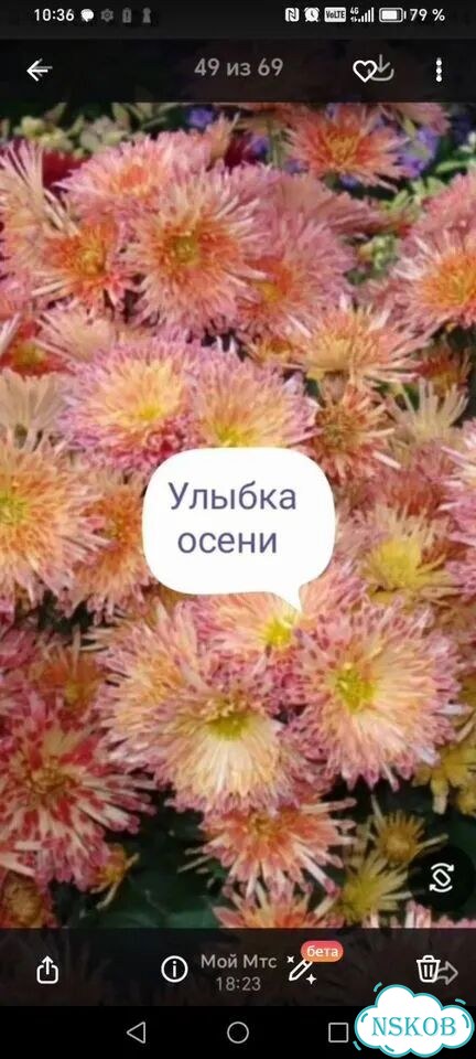 Хризантема корейская фото 1