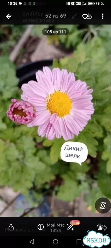Хризантема корейская фото 2