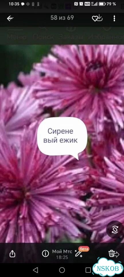 Хризантема корейская фото 3