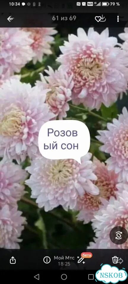 Хризантема корейская фото 5