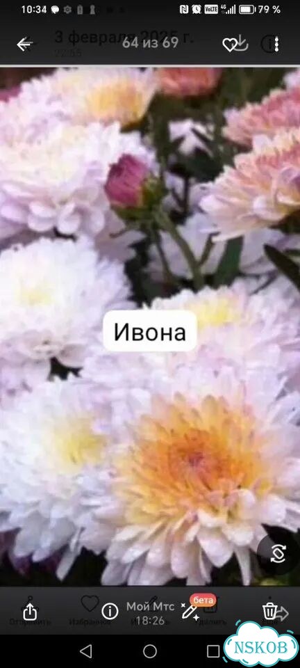Хризантема корейская фото 7