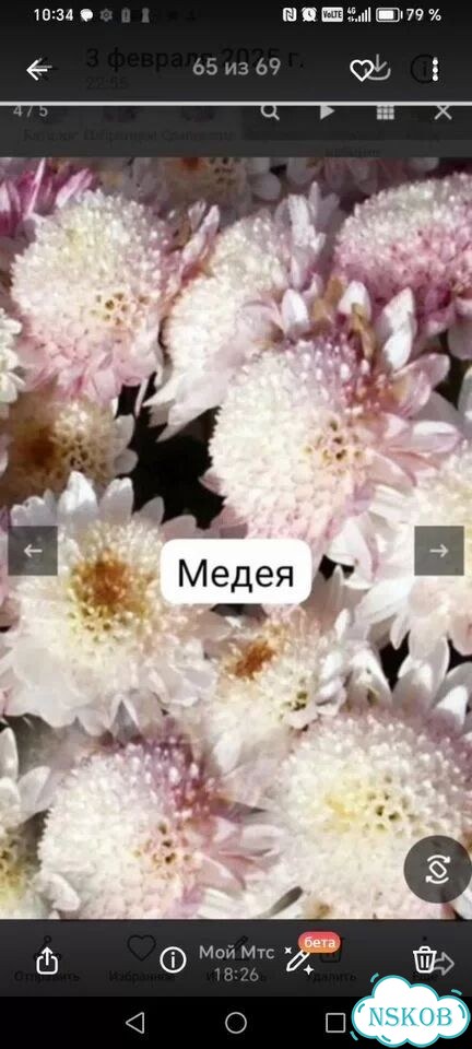 Хризантема корейская фото 8