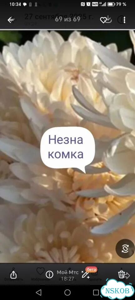 Хризантема корейская фото 9